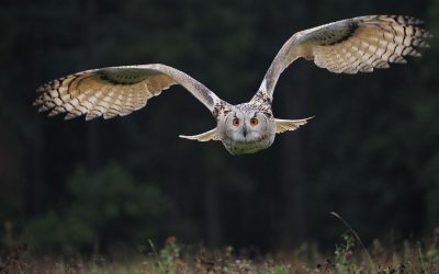 Floortje’s verhaal: werken met zelfvertrouwen